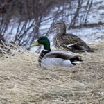 Portfolio-Mallards in tall grass