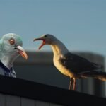 Portfolio- Get off my roof