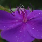 Portfolio- Purple Rain